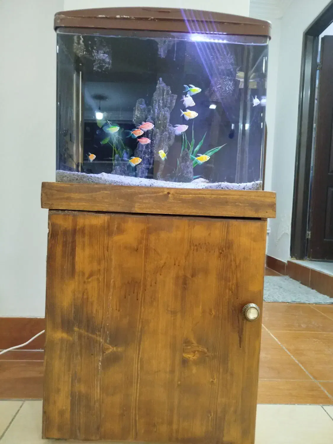 آکواریوم شرکتی ماهیران|ماهی|ایلام, |دیوار