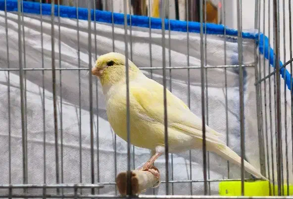 قناری ماده موزاییکی|پرنده|مسجد سلیمان, |دیوار