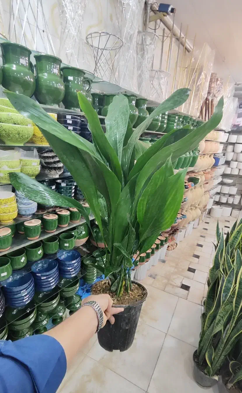 گل آپارتمانی برگ عبایی ابایی سانسوریا پتوس آگلونما|گل و گیاه طبیعی|قم, ولیعصر|دیوار