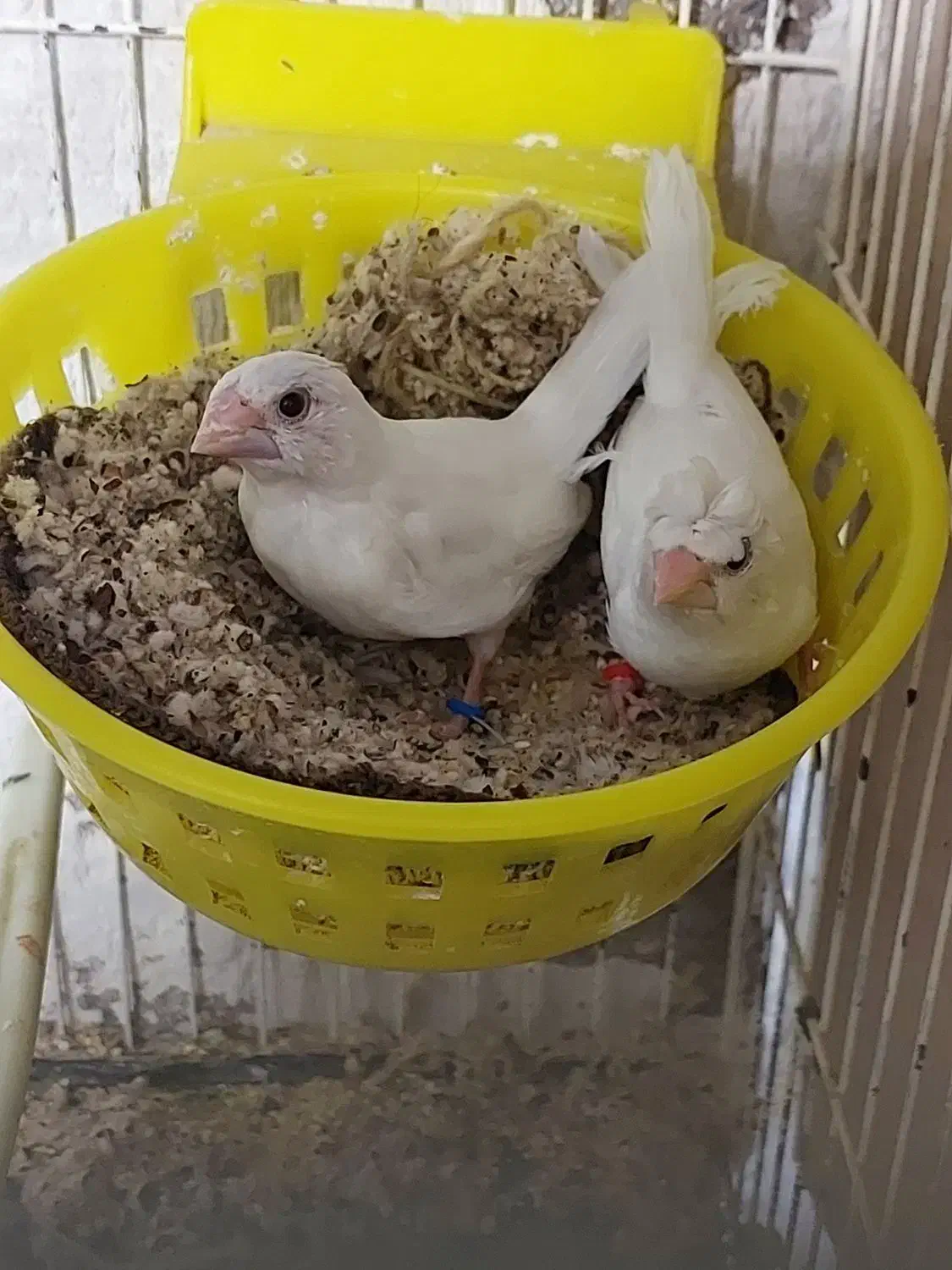 فنچ بنگالی جفت مولد|پرنده|تهران, شیوا|دیوار