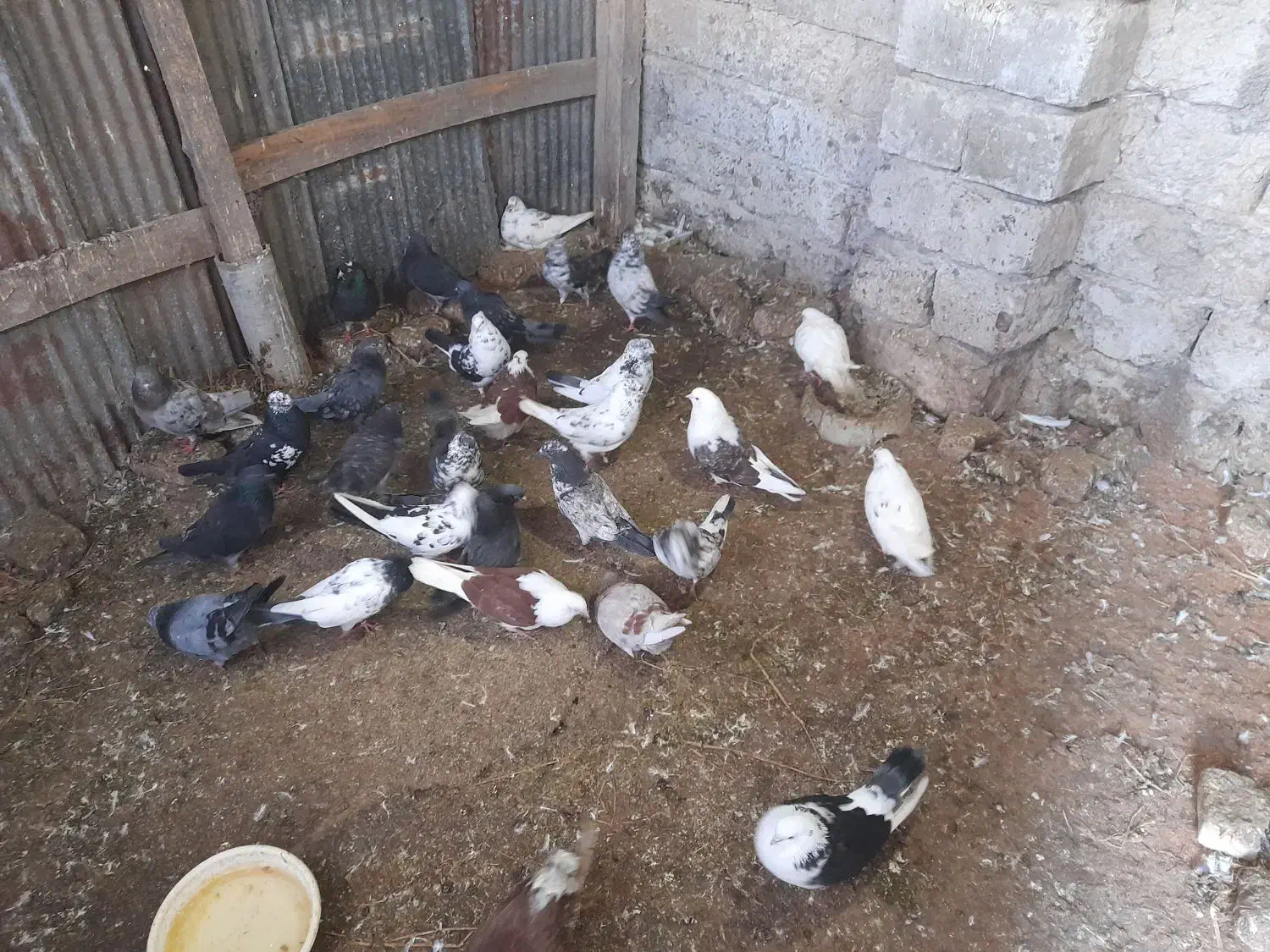 کبوترپرشی آستانه|پرنده|آستانه اشرفیه, |دیوار