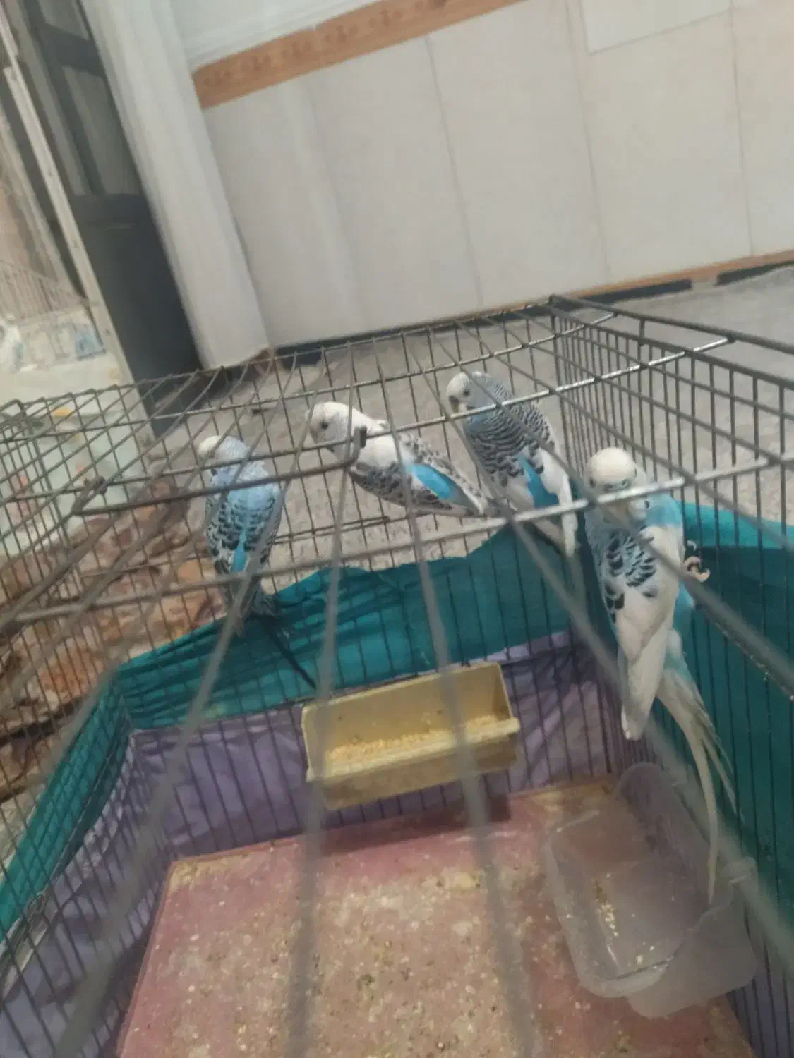 مرغ عشق|پرنده|قرچک, مهدیه|دیوار