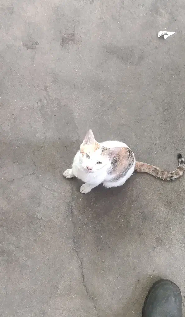 واگذاری بچه گربه|گربه|رشت, لاکان|دیوار