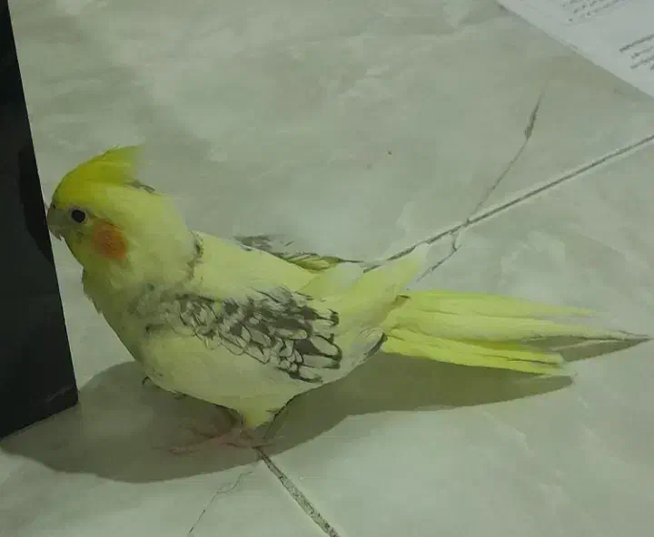 عروس هلندی|پرنده|تهران, خلیج فارس|دیوار