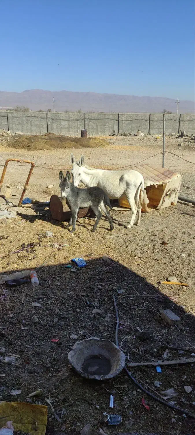 الاغ کره خر|حیوانات مزرعه|ساوه, |دیوار