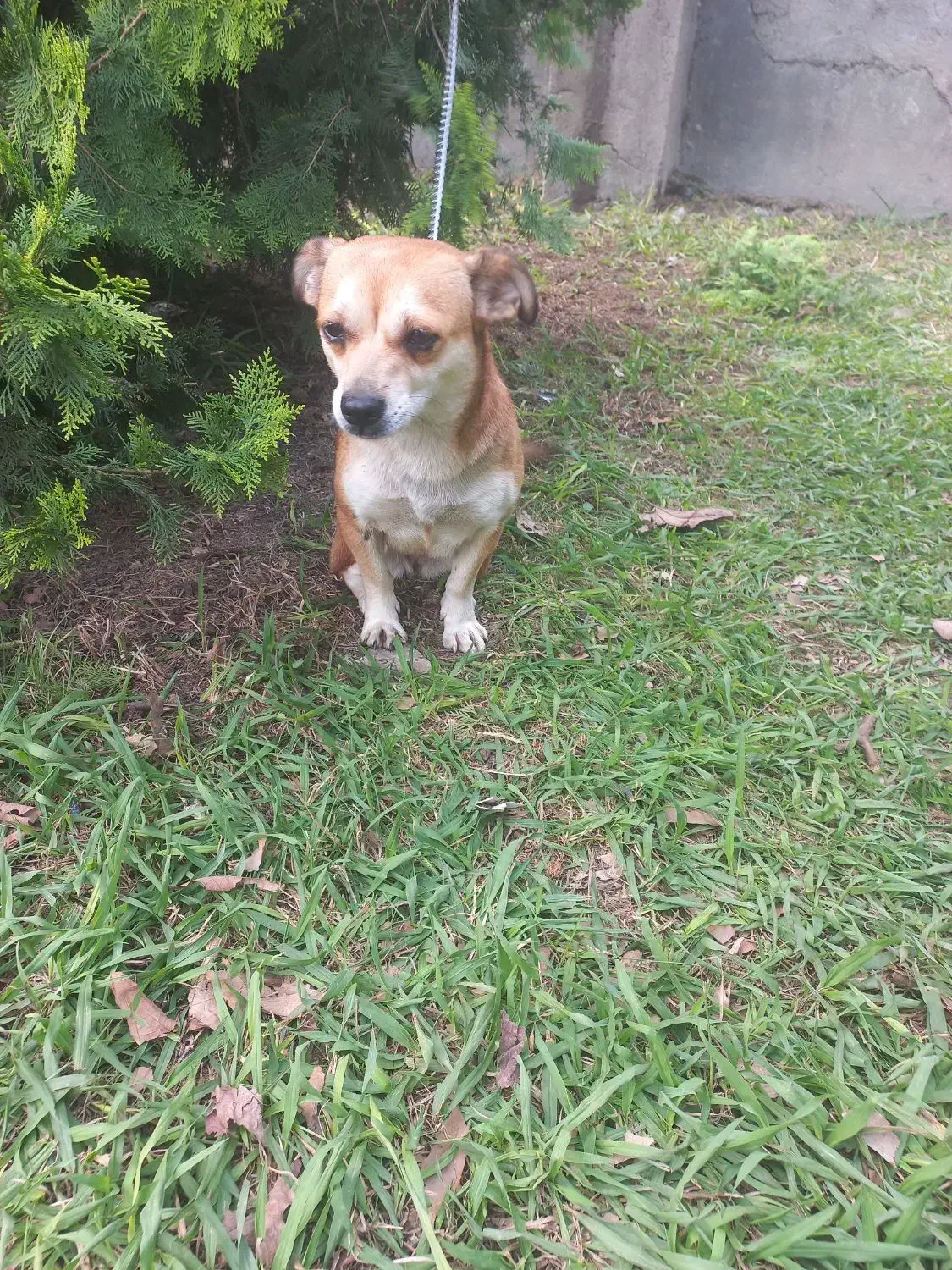 سگ اشپیتز ماده دو ساله|سگ|آمل, |دیوار