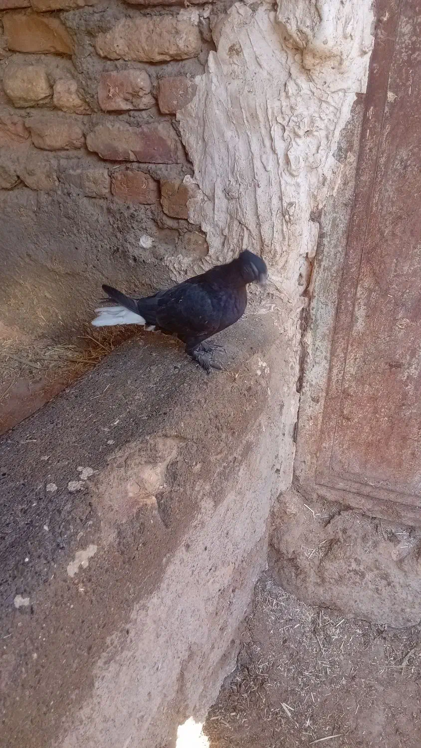 مجسمه کبوتر دمسفید|مجسمه، تندیس، ماکت|زابل, |دیوار