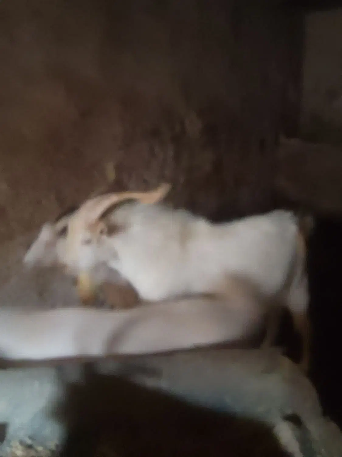 نر بز سانن یک سال ونیم برای اصلاح نژاد|حیوانات مزرعه|لاران, |دیوار