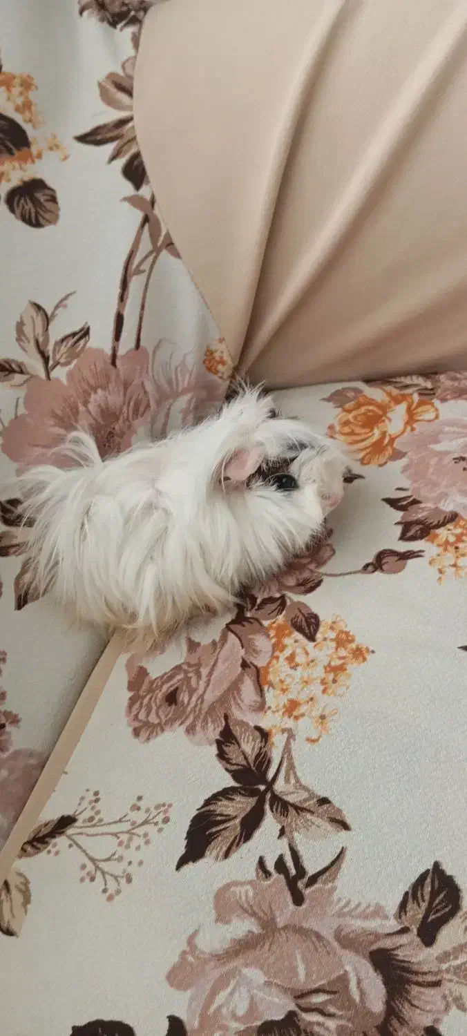 خوکچه هندی فشن|موش و خرگوش|تهران, شمشیری|دیوار