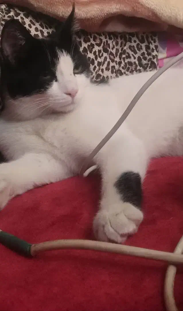 بچه گربه ی سالم|گربه|سنندج, |دیوار