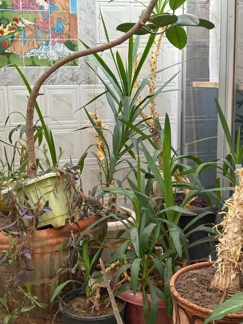 فروش گل|گل و گیاه طبیعی|مبارکه, |دیوار