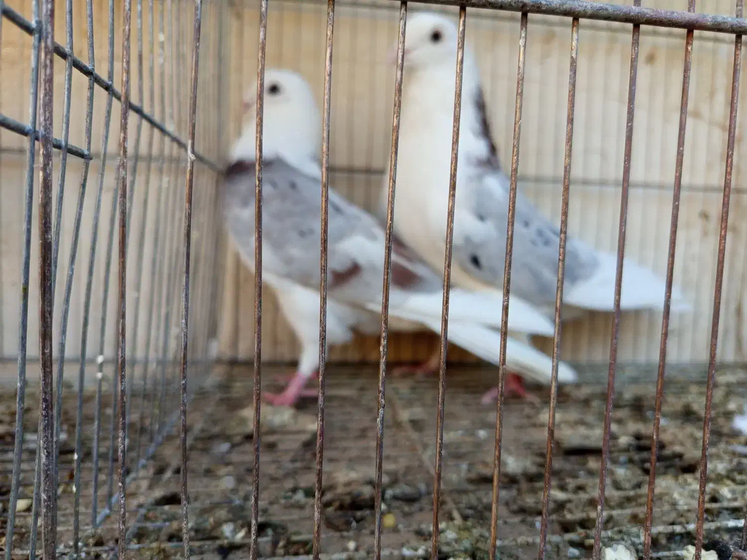 حیوون ساوه هستم عالی درجه یک ضمانتی هوایی....|پرنده|رباطکریم, رباطکریم|دیوار