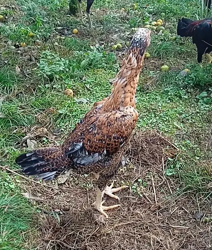 فروش جوجه مرغ لاری با اصالت|حیوانات مزرعه|خرمآباد (تنکابن), |دیوار