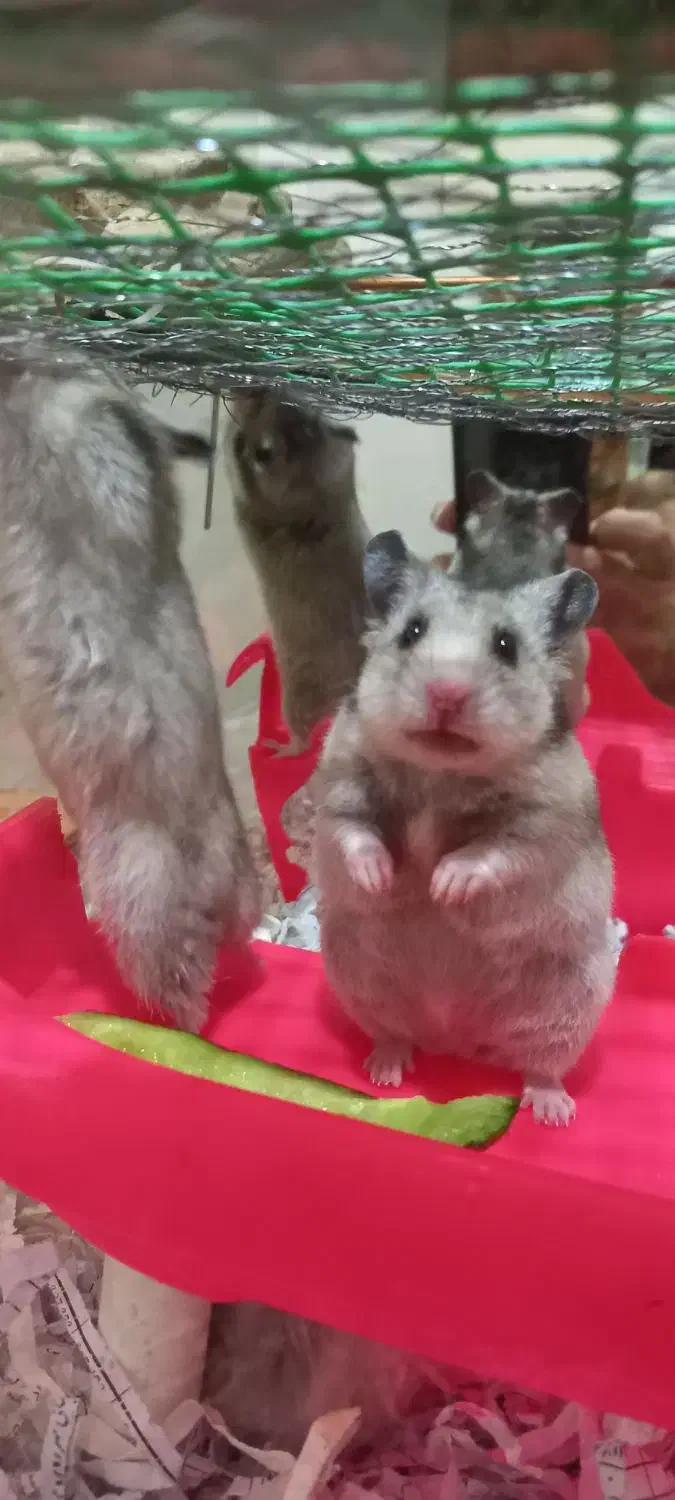 همستر دستی و بامزه ۳ تا فقط ۴۰۰|حیوانات مزرعه|زنجان, |دیوار