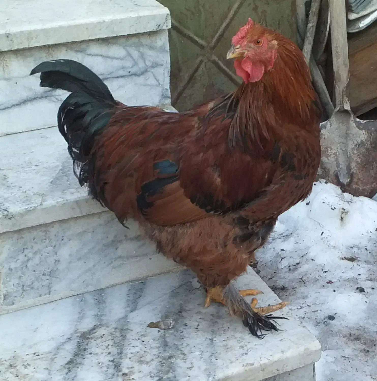 خروس برهما|حیوانات مزرعه|مشهد, بهمن|دیوار