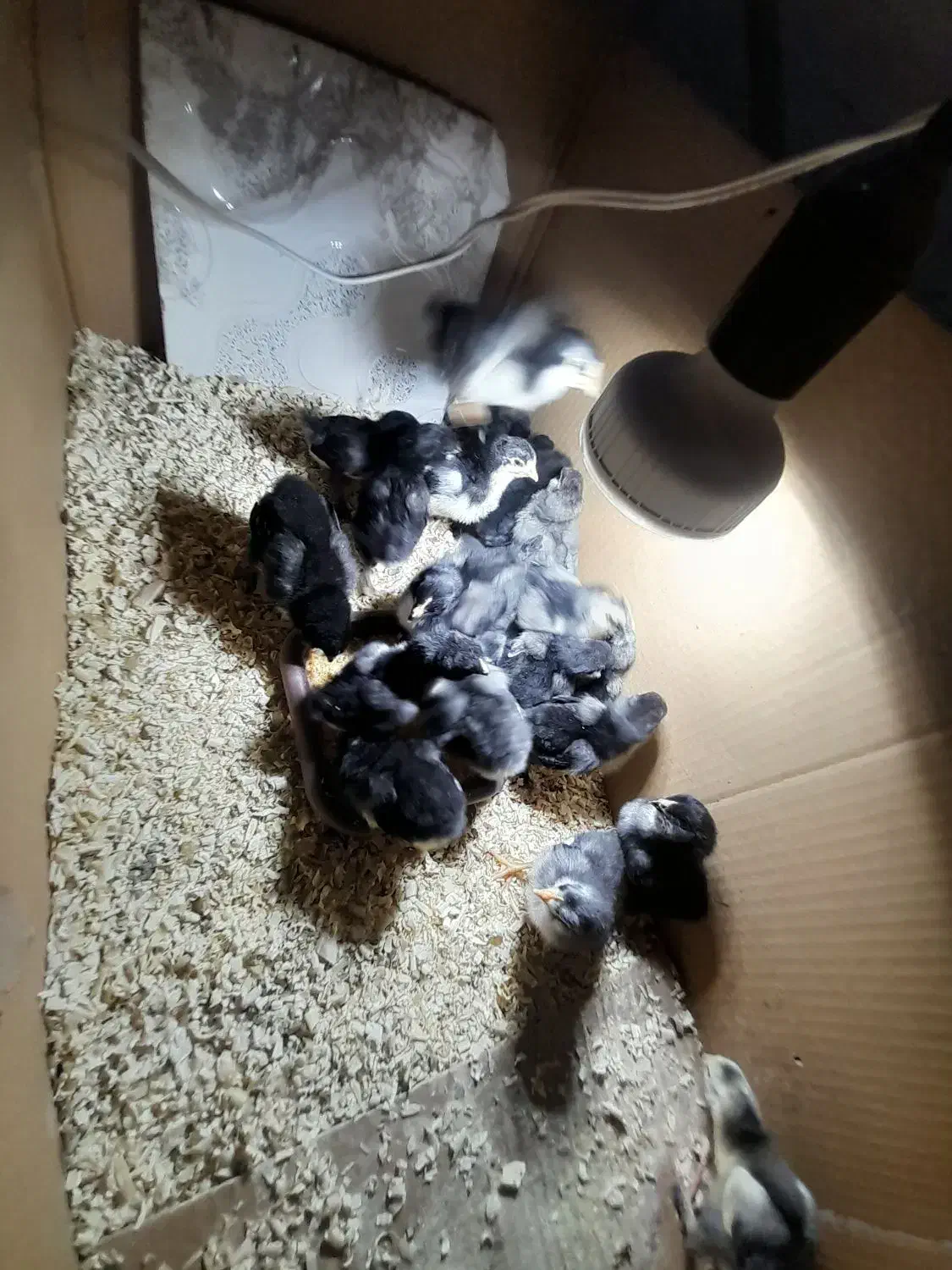 مرندی|حیوانات مزرعه|ماکو, |دیوار