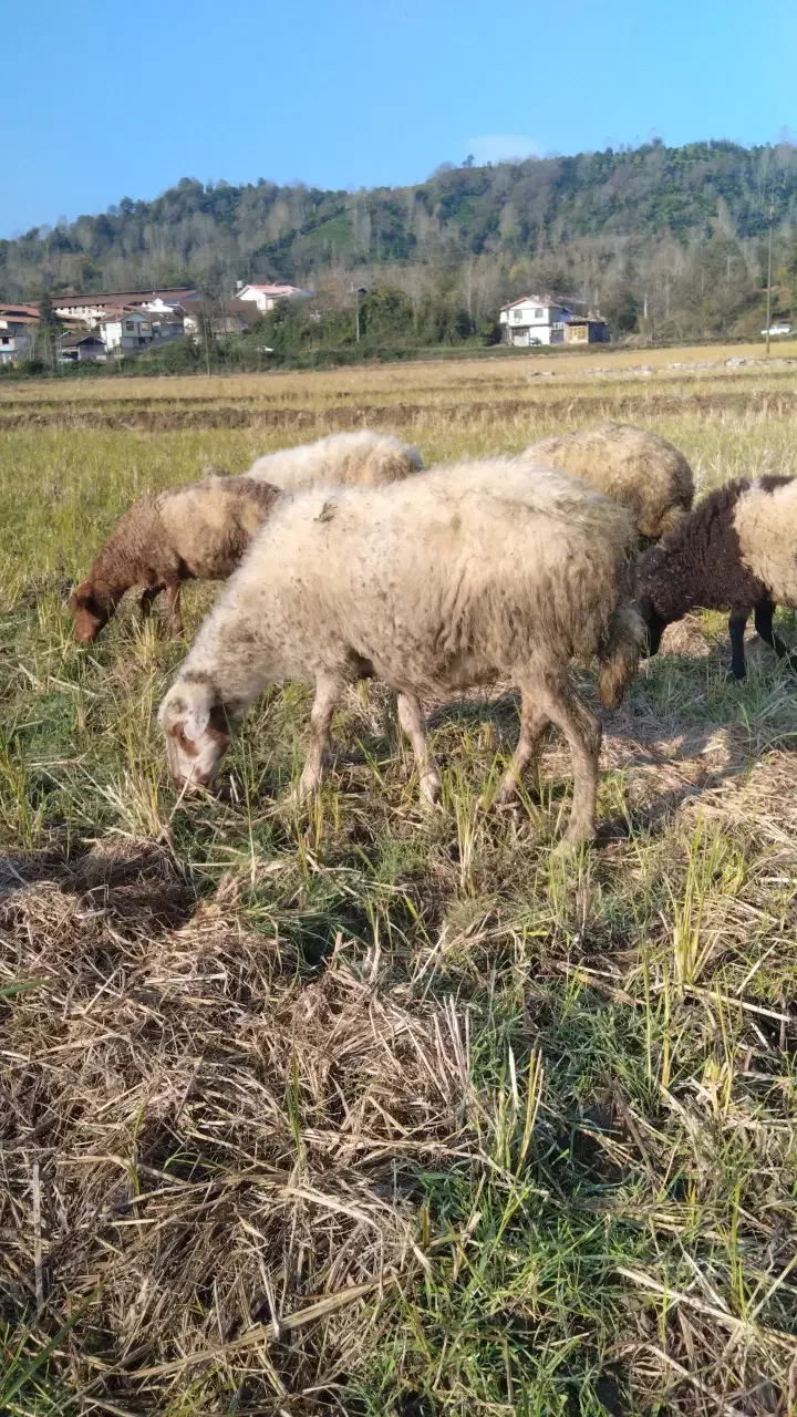 گوسفند ماده۶تا|حیوانات مزرعه|املش, |دیوار