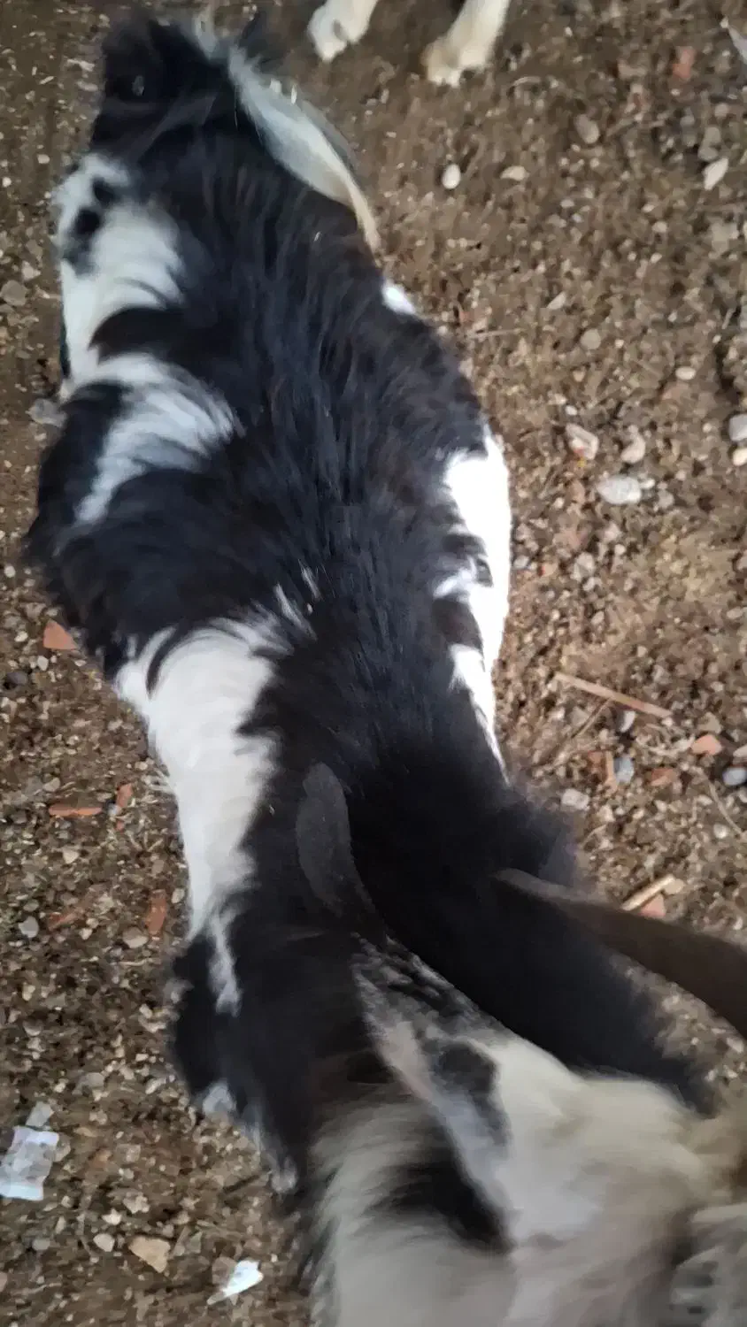 چوش های خوب چاق هردونر|حیوانات مزرعه|گنبد کاووس, |دیوار