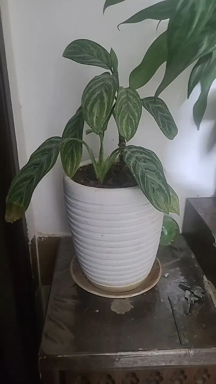 گل فروشی|گل و گیاه طبیعی|کاشمر, |دیوار