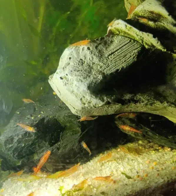 میگو رد چری ،ماهی|ماهی|سنندج, |دیوار