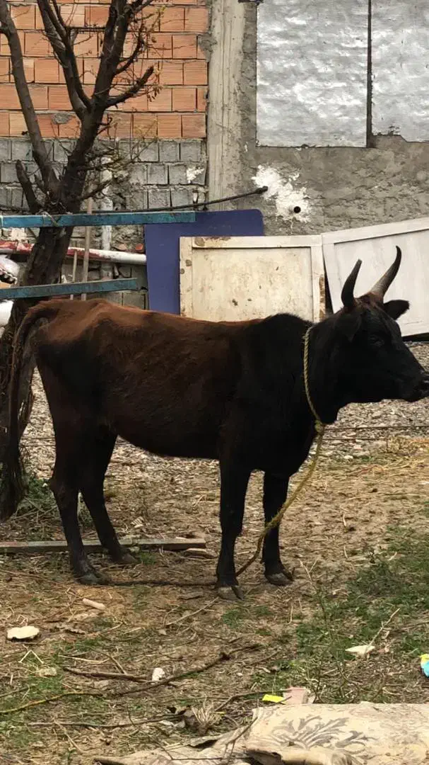 گاو ۷۰ کیلویی سالم و سرحال|حیوانات مزرعه|چالوس, |دیوار