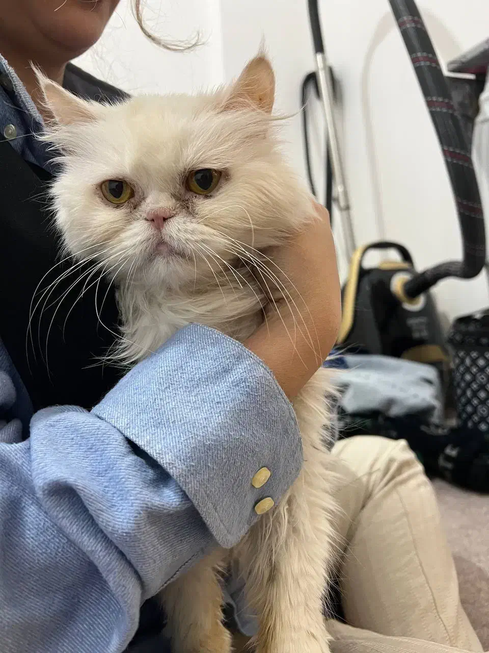 گربه پرشین|گربه|میاندوآب, |دیوار