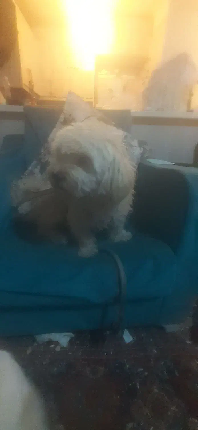 واگذاری سگ|سگ|هشتگرد, فاز ۳ مهستان|دیوار