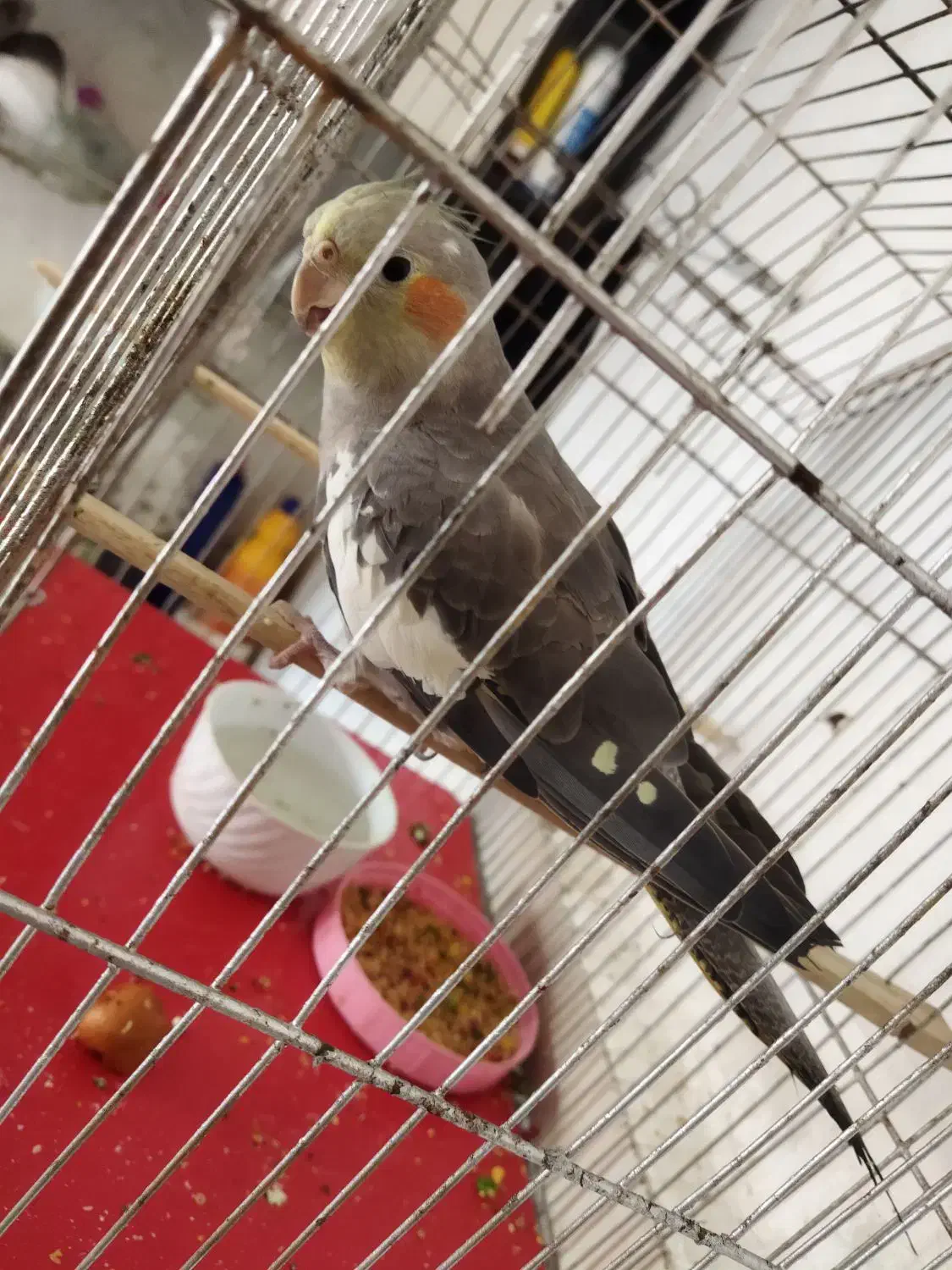 عروس هلندی|پرنده|امیدیه, |دیوار