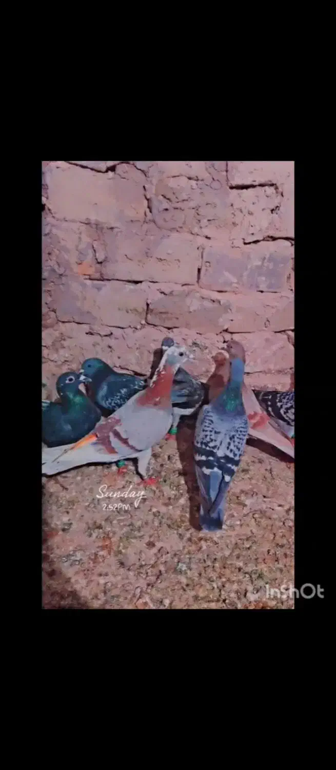 14تا کبوتر المانی وحشی زد خوردی|پرنده|رشتخوار, |دیوار