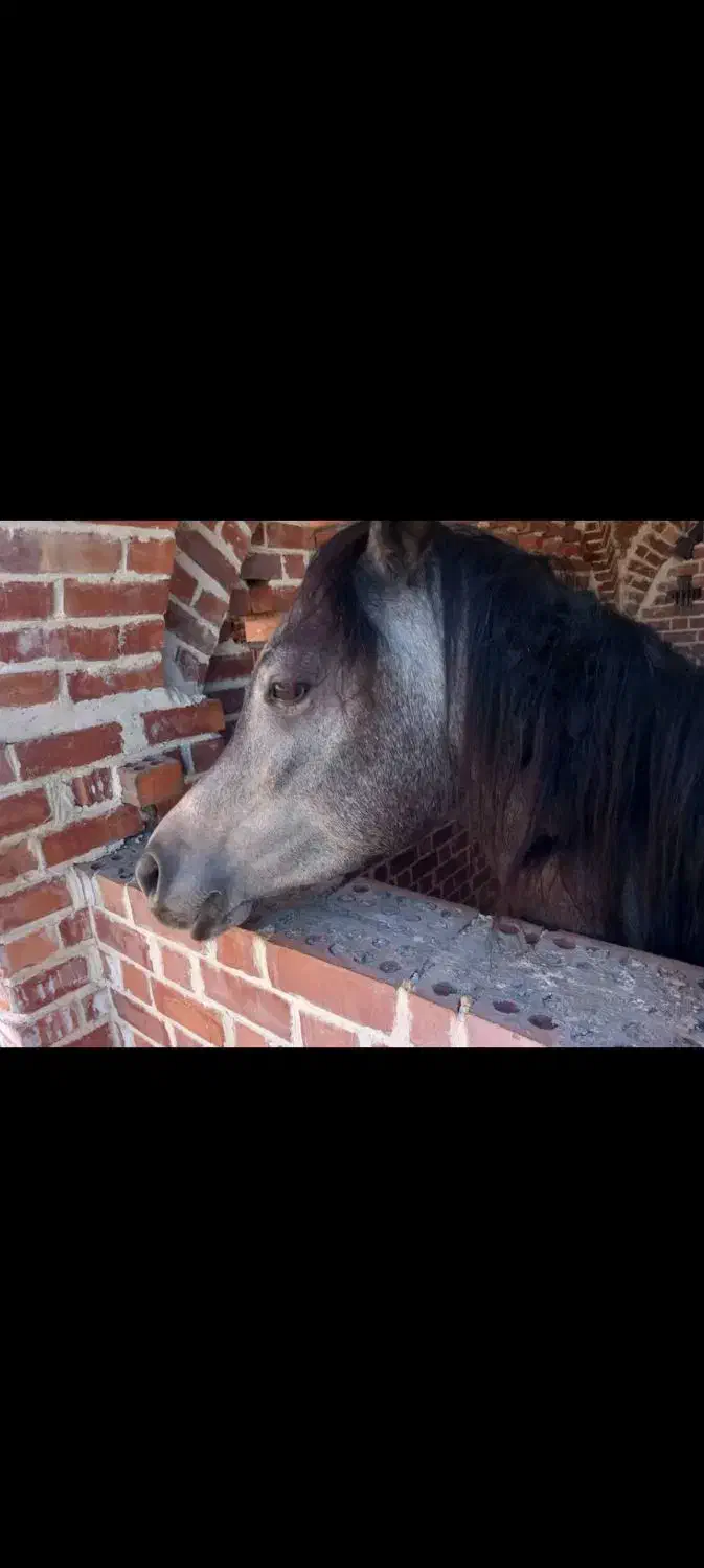 فروش اسب اصیل عرب دو سر عرب خالص|اسب و تجهیزات اسب‌سواری|بندرعباس, |دیوار