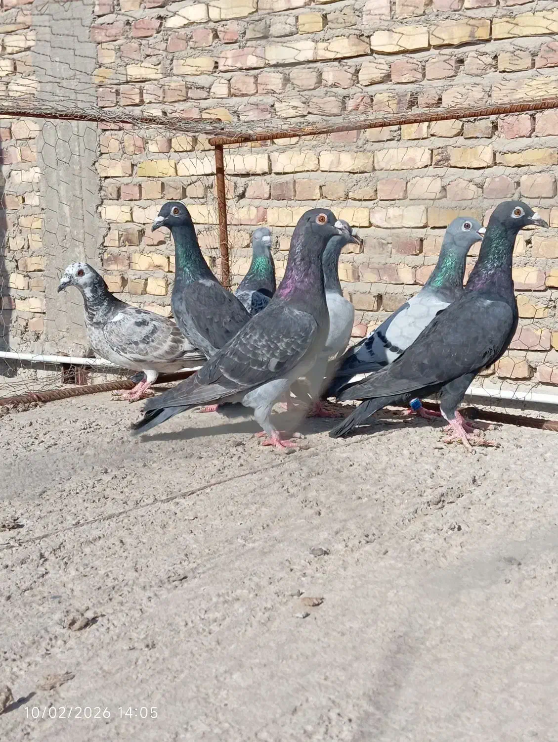 مجسمه کبوتر|مجسمه، تندیس، ماکت|زابل, |دیوار