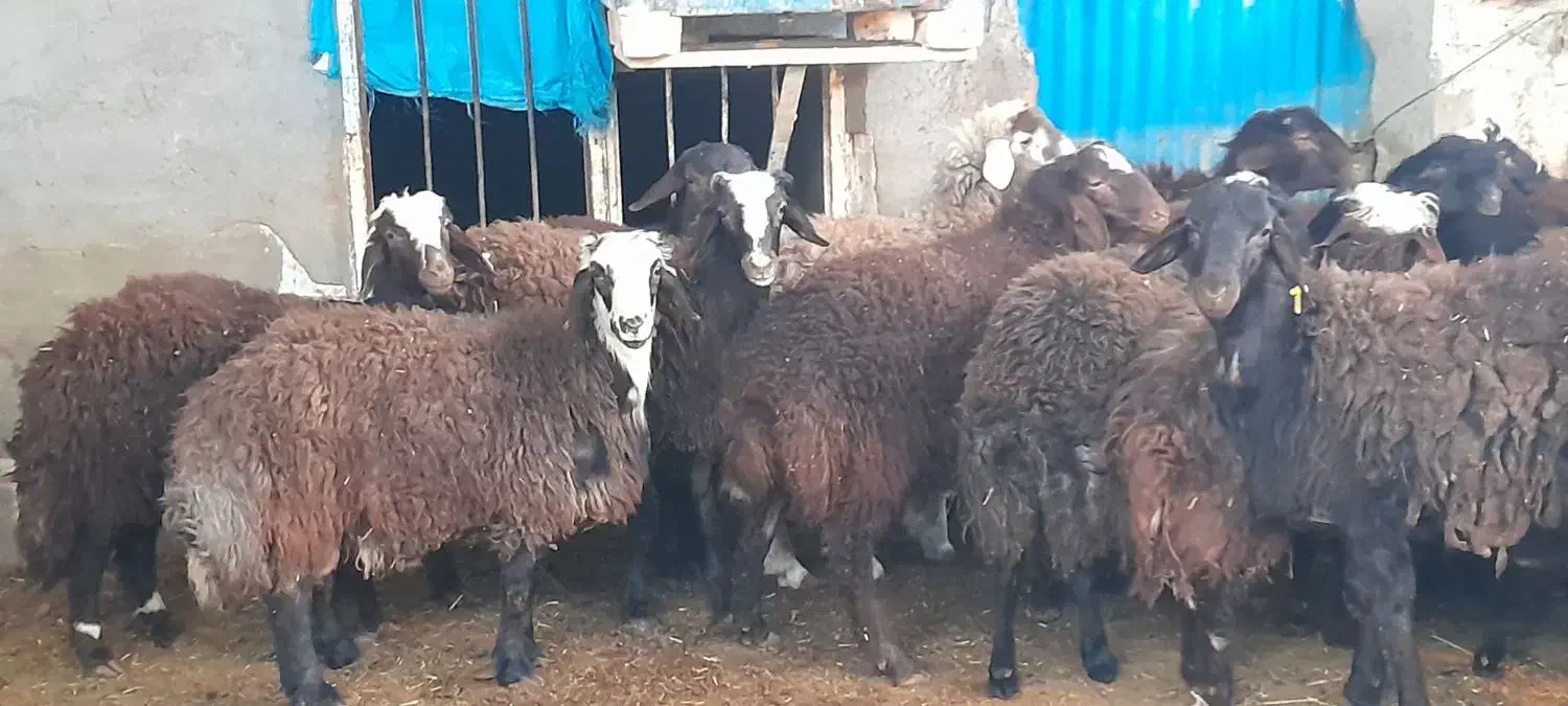 فروش چند راس بره نر افشاری چاق نقدی|حیوانات مزرعه|کاشان, آیت الله سعیدی|دیوار