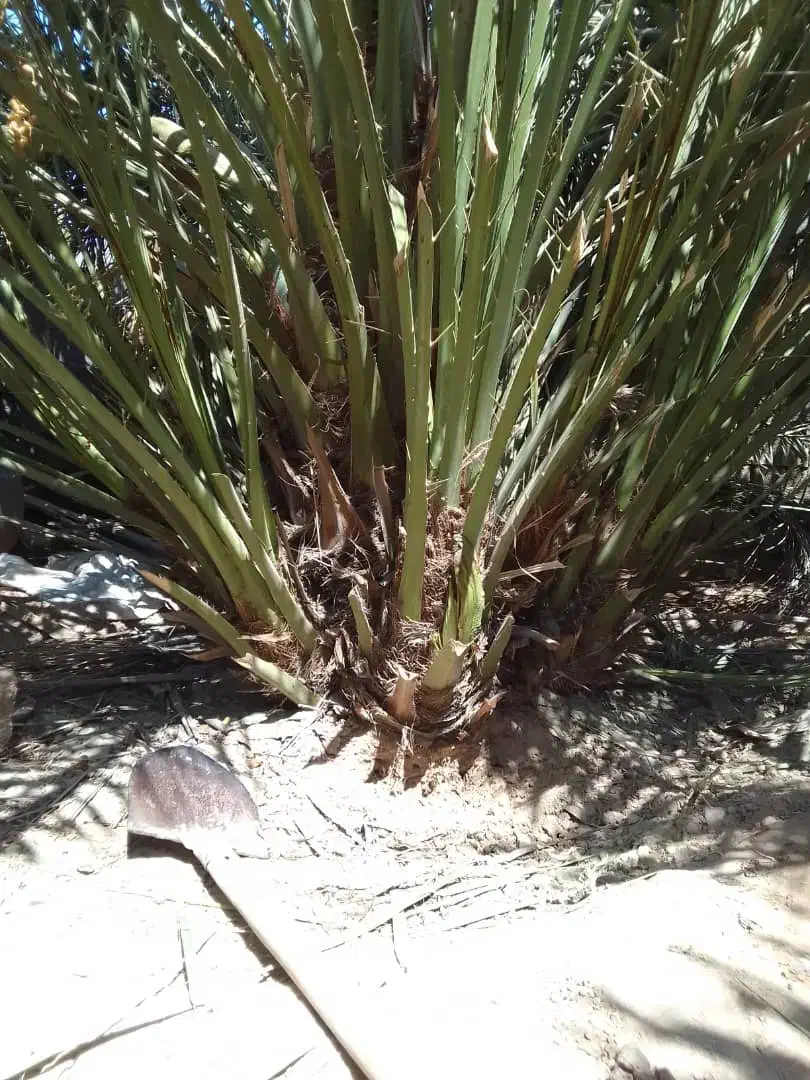 بچه نخل یا همون پاجوش برحی موجوداست|حراج|بوشهر, |دیوار