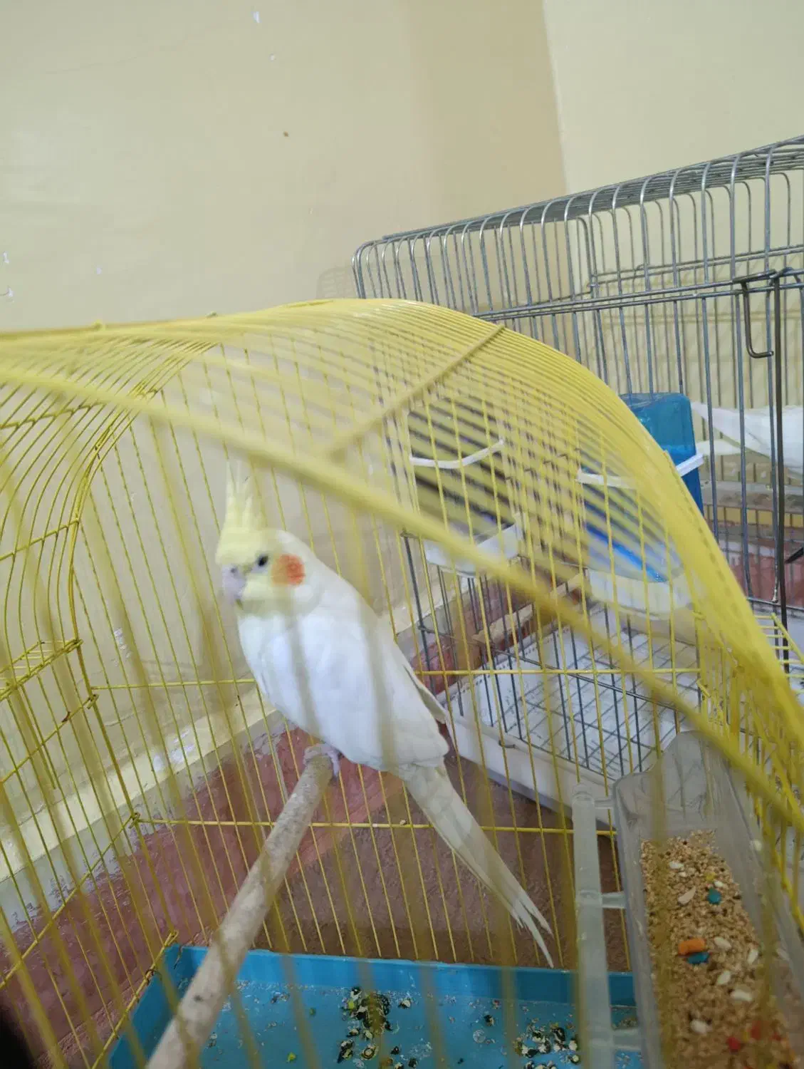 یک عدد عروس هلندی نر|پرنده|مسجد سلیمان, |دیوار