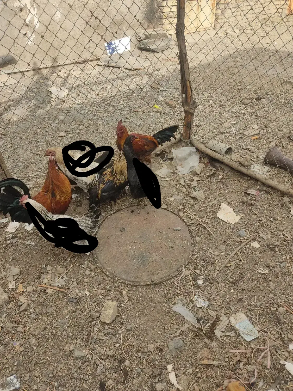 خروس|حیوانات مزرعه|ملایر, |دیوار