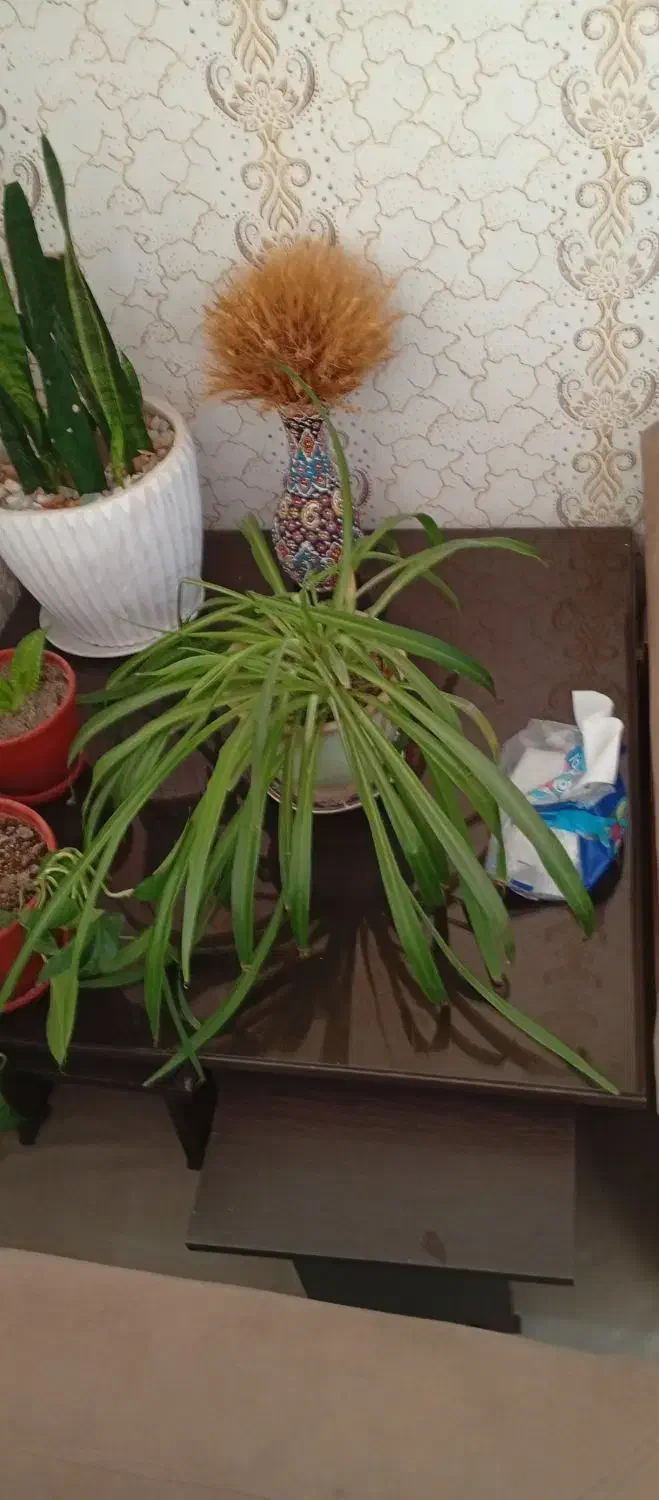 سماوربرقی|سماور، چای‌ساز، قهوه‌ساز|تاکستان, |دیوار