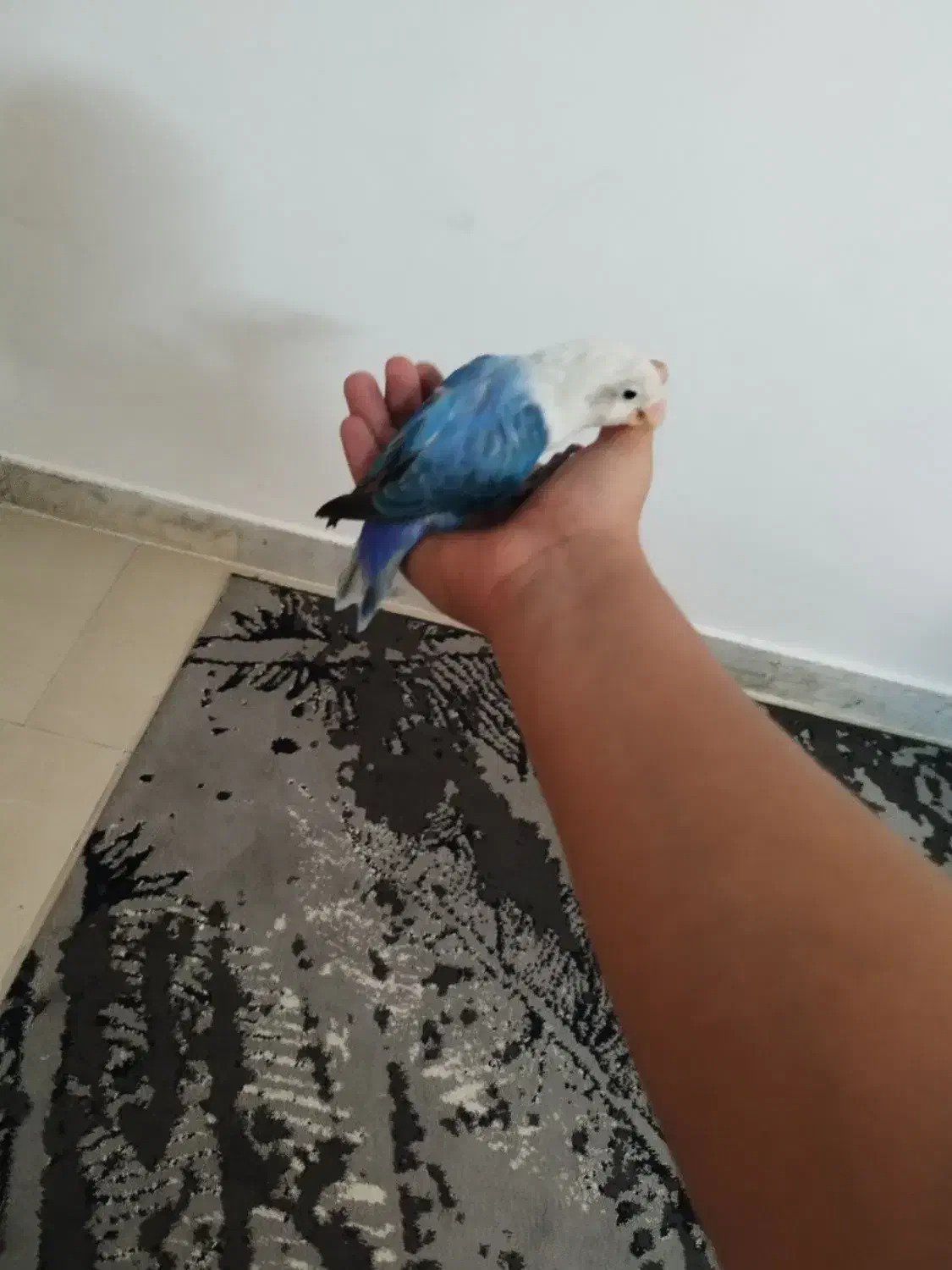 کوتوله|پرنده|مشهد, امیریه|دیوار