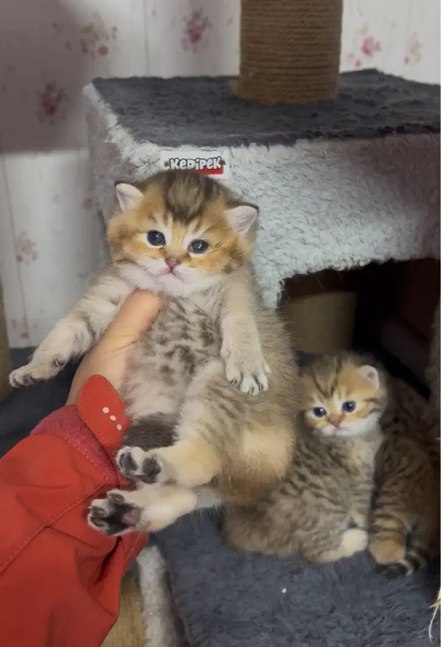 واگذاری گربه|گربه|رودسر, |دیوار