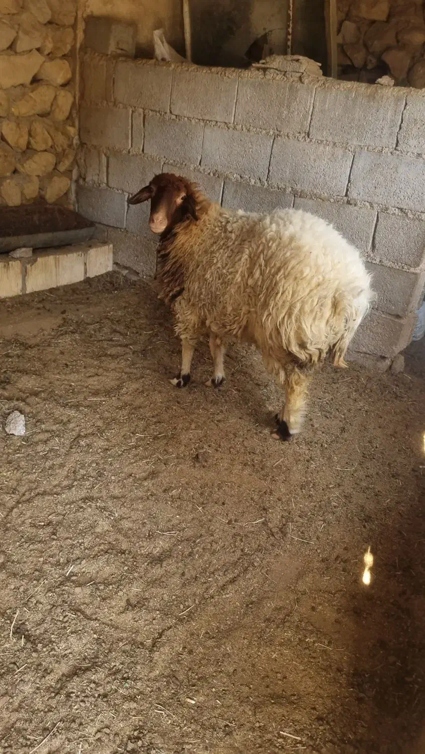 دوبره ماده|حیوانات مزرعه|خورموج, |دیوار