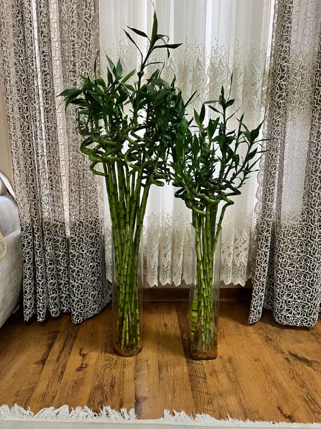 گل بامبو لاکی ۱۴۰سانتی|گل و گیاه طبیعی|شیراز, شهرک گلستان|دیوار