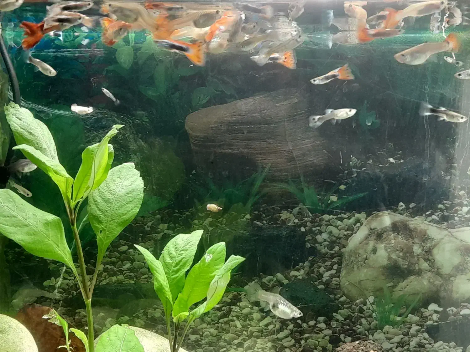 ماهی گوپی خر. ی دارم|ماهی|زنجان, |دیوار