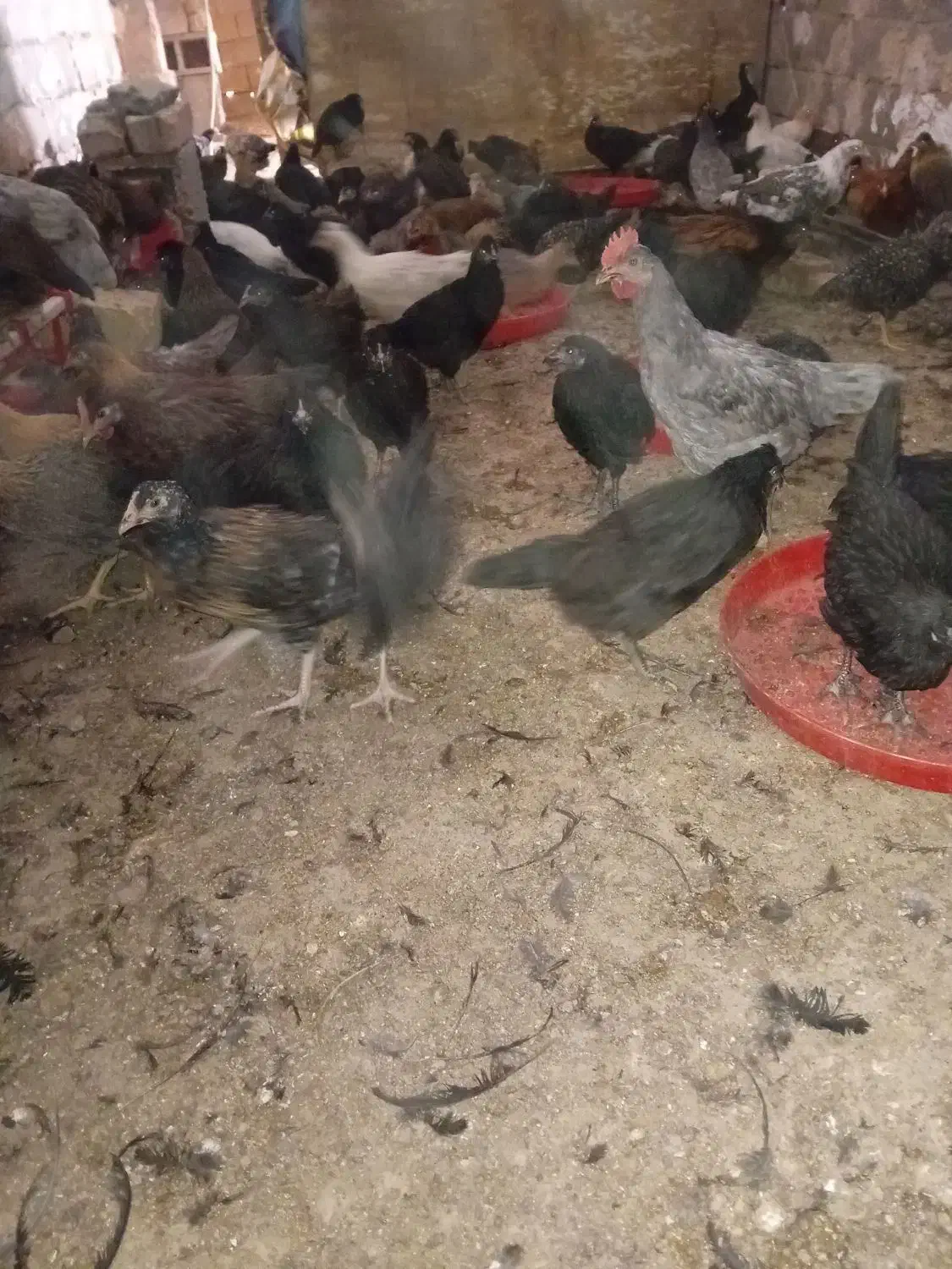 کاسرک مرغ وخروس۴ماه محلی اصل(واکسن خورده)|حیوانات مزرعه|رفسنجان, |دیوار