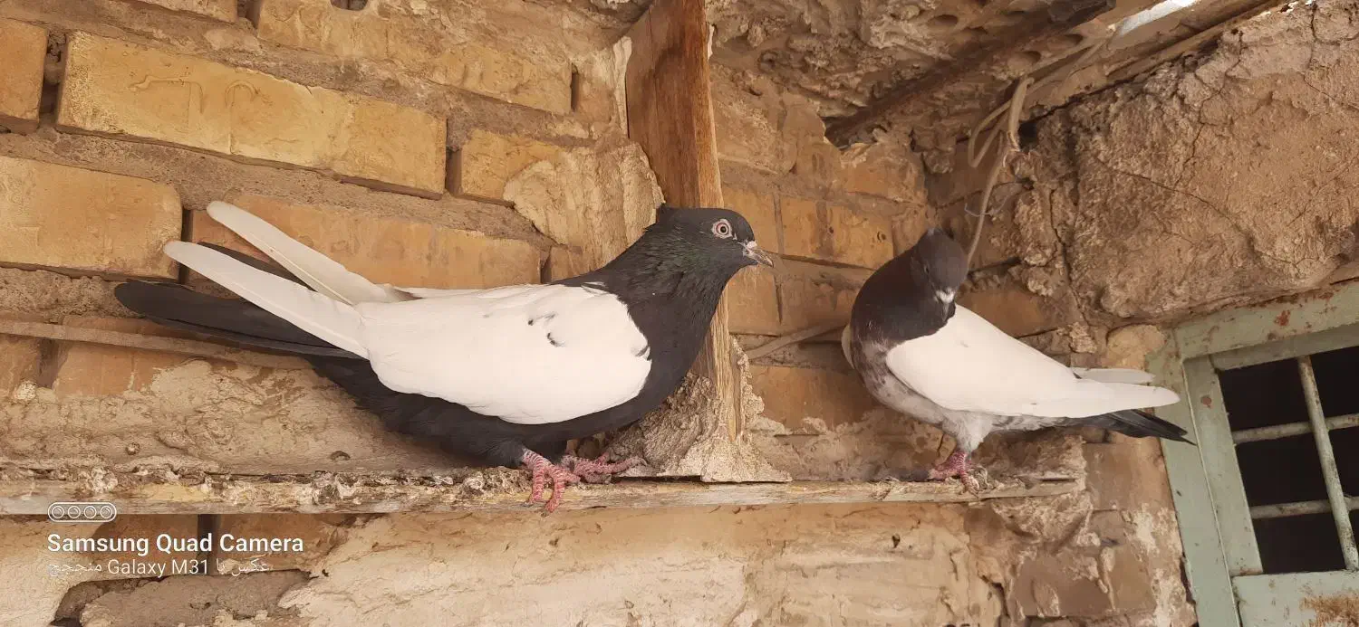 دوتا ماده سینه ای|پرنده|شوشتر, |دیوار