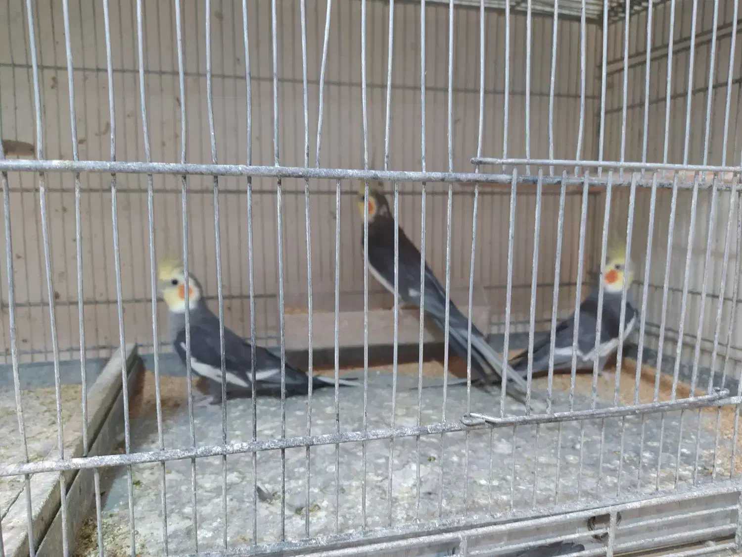 عروس هلندی|پرنده|تبریز, |دیوار