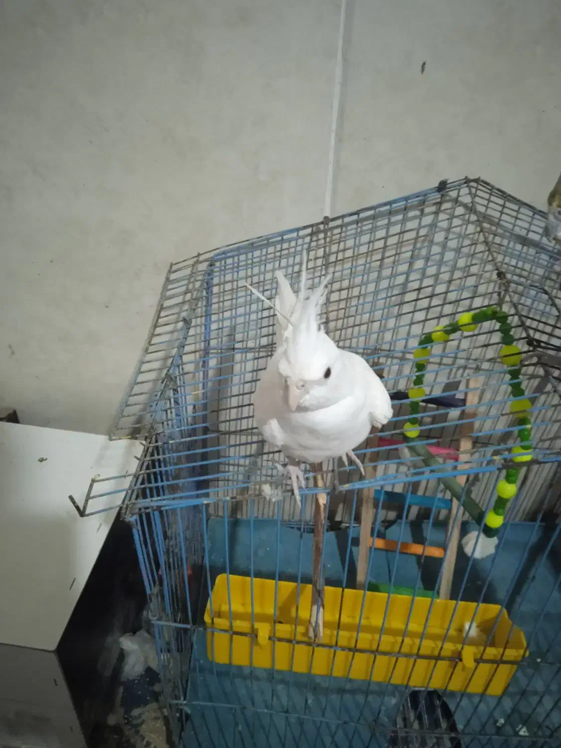 عروس هلندی آلبینو|پرنده|کهنوج, |دیوار