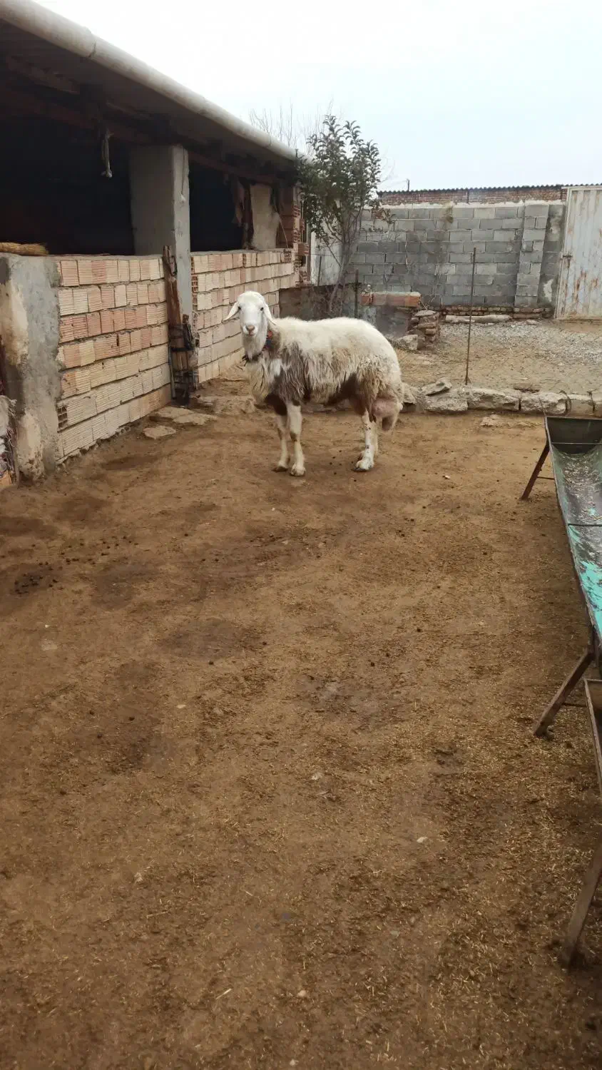 قوچ پلنگی جنس بالا|حیوانات مزرعه|انبارآلوم, |دیوار