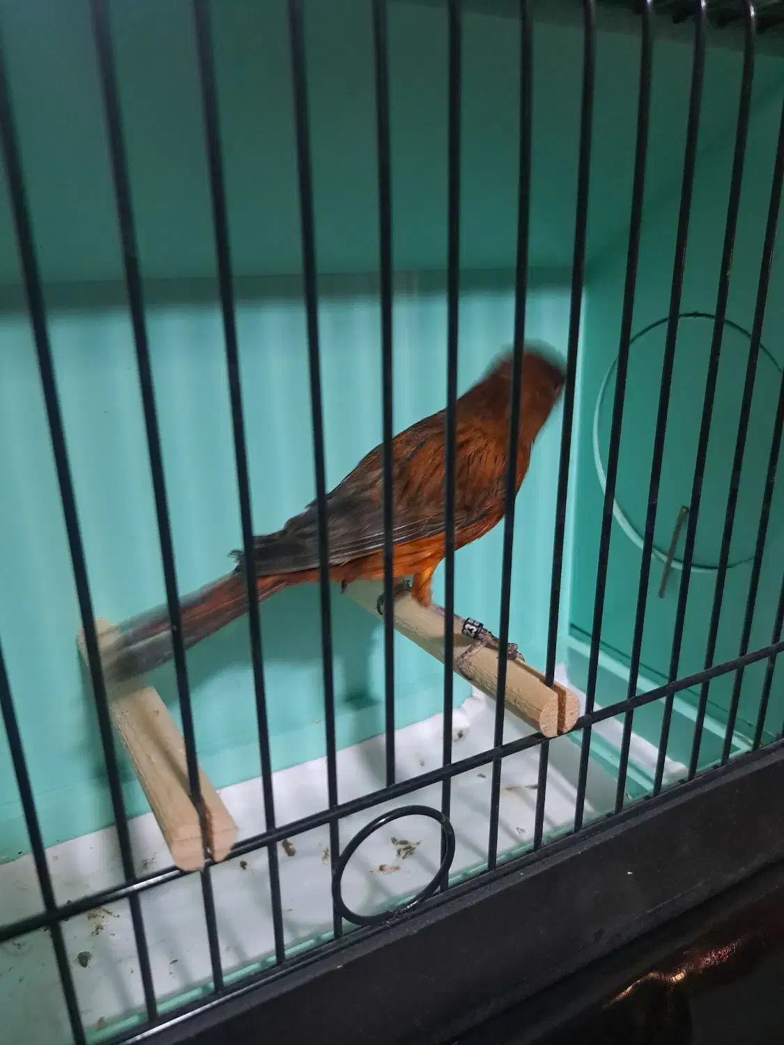 قناری|پرنده|کرج, کوی امامیه|دیوار