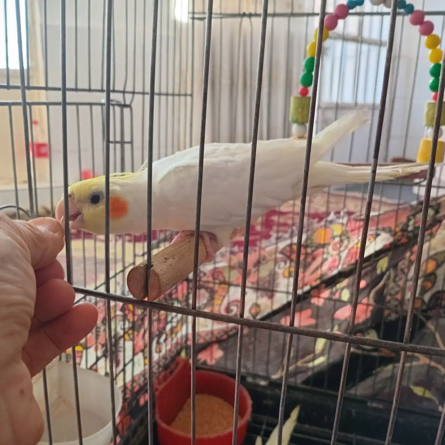 عروس نر بیش از. ۲۰ کلام حرف می زنه معا وضه با|پرنده|مشهد, قائم|دیوار