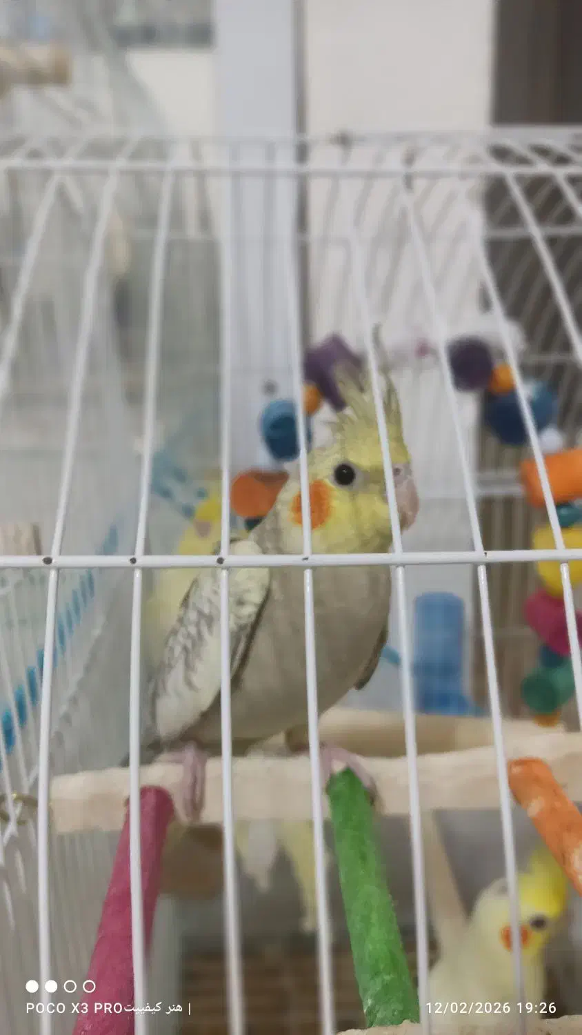 عروس هلندی|پرنده|رشت, نخودچر|دیوار