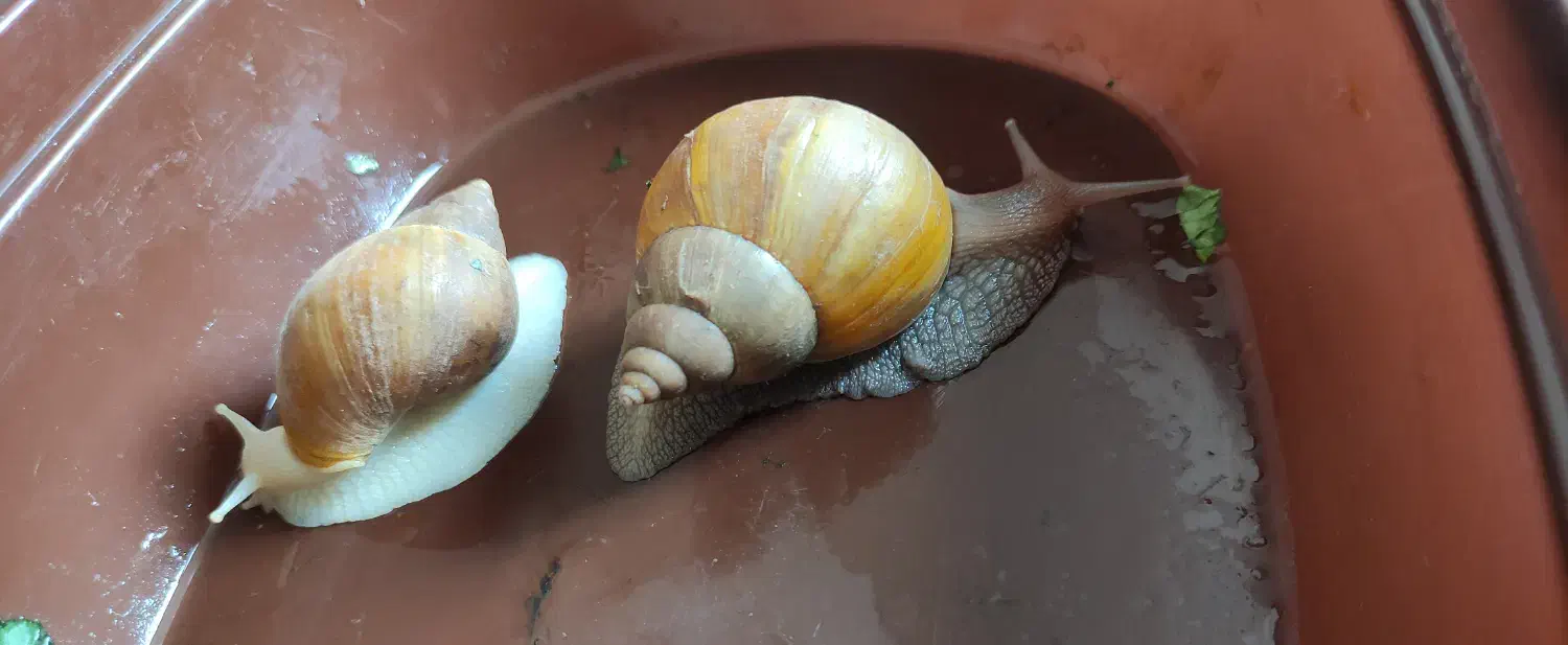 دو عدد حلزون|خزنده|ملارد, |دیوار